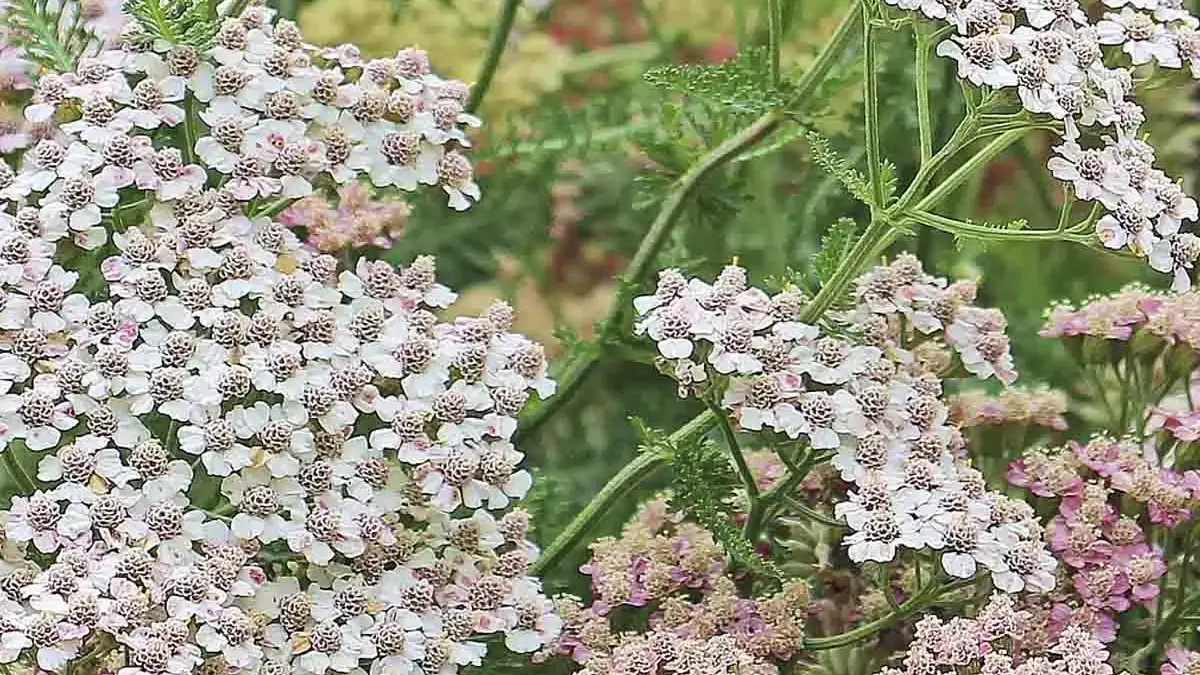 A variety of perennials from African daisies to yarrow