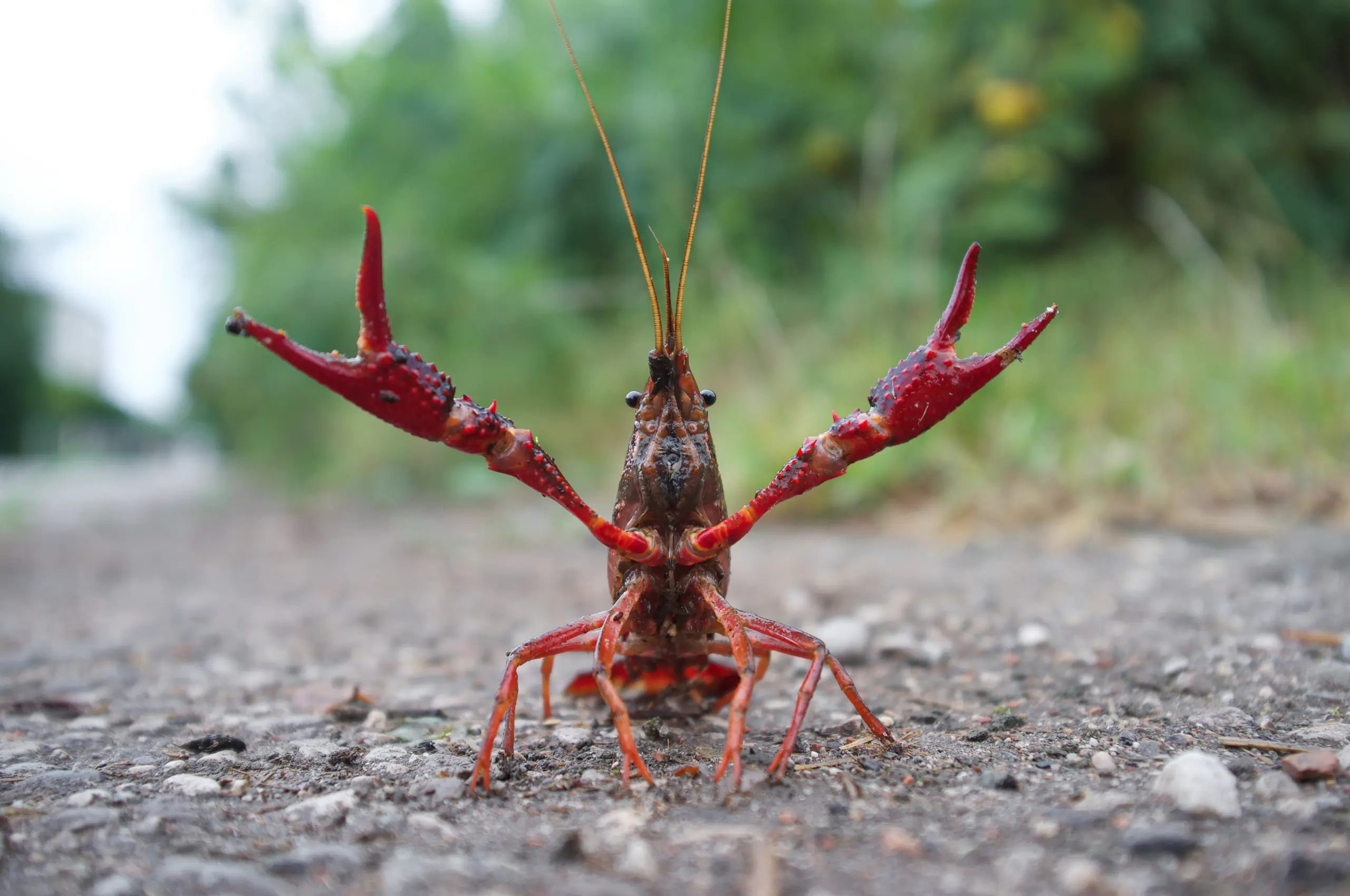 red swamp crawfish poised for attack in the street