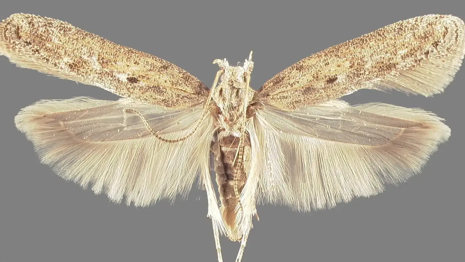 Integrated pest management photos and files