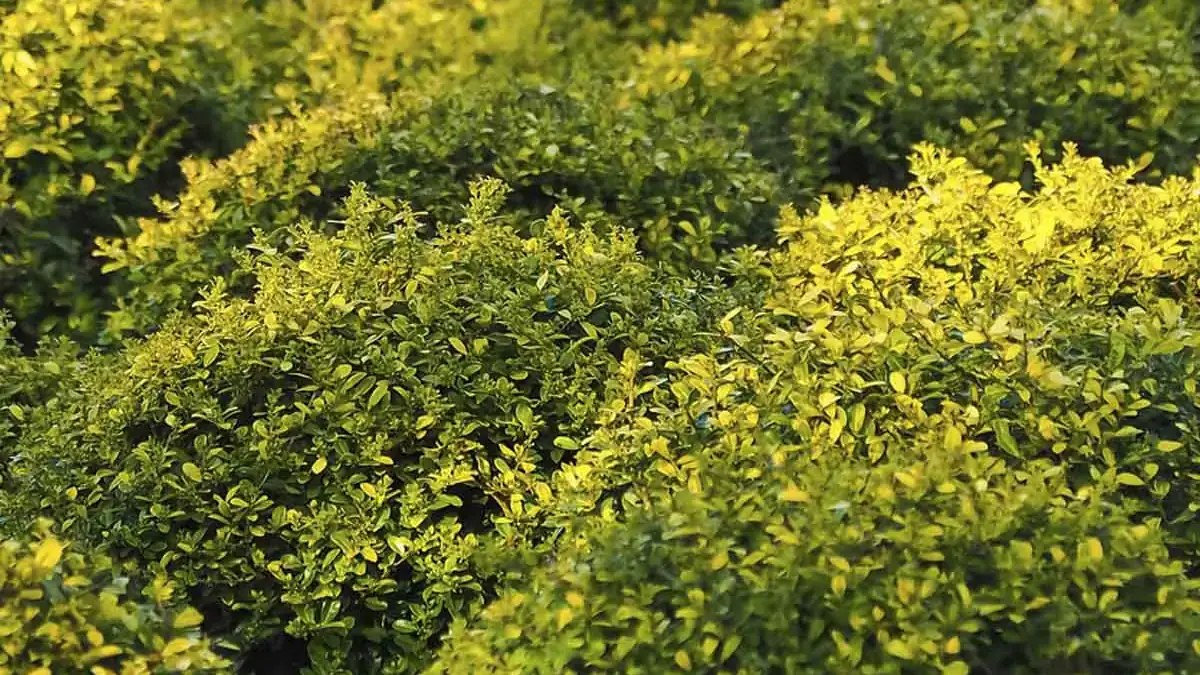 A variety of trees shrubs and vines