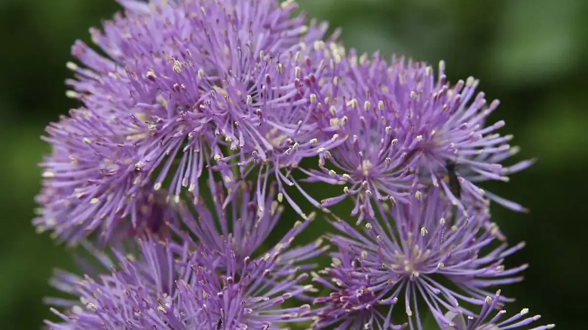 A variety of perennials from African daisies to yarrow