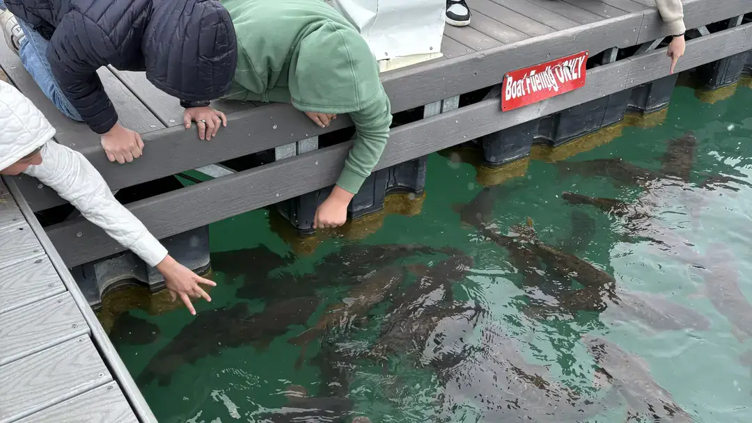 Youth look at large fish gathered along a dock within a clear lake