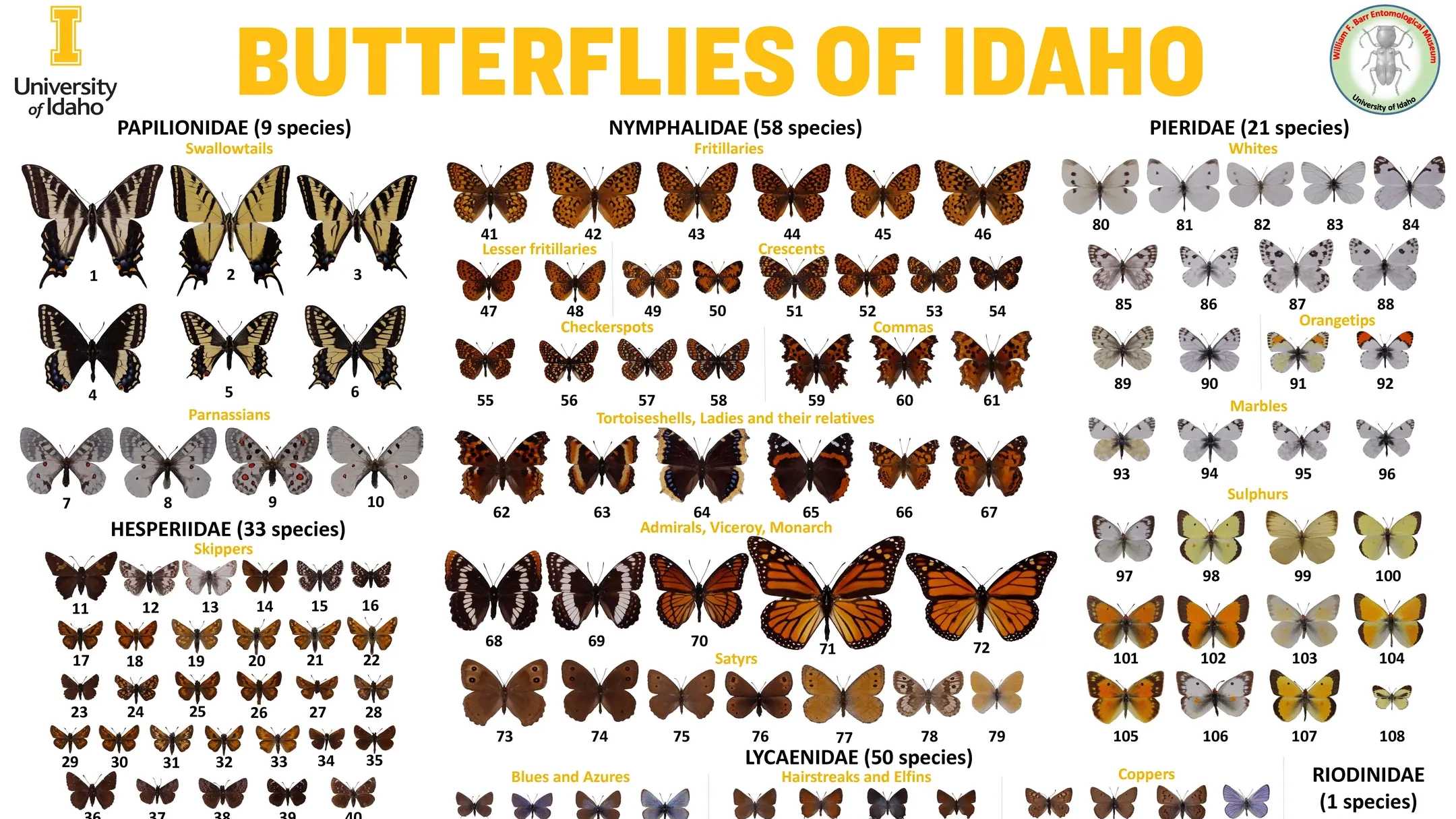 Posters of insects from the entomology museum