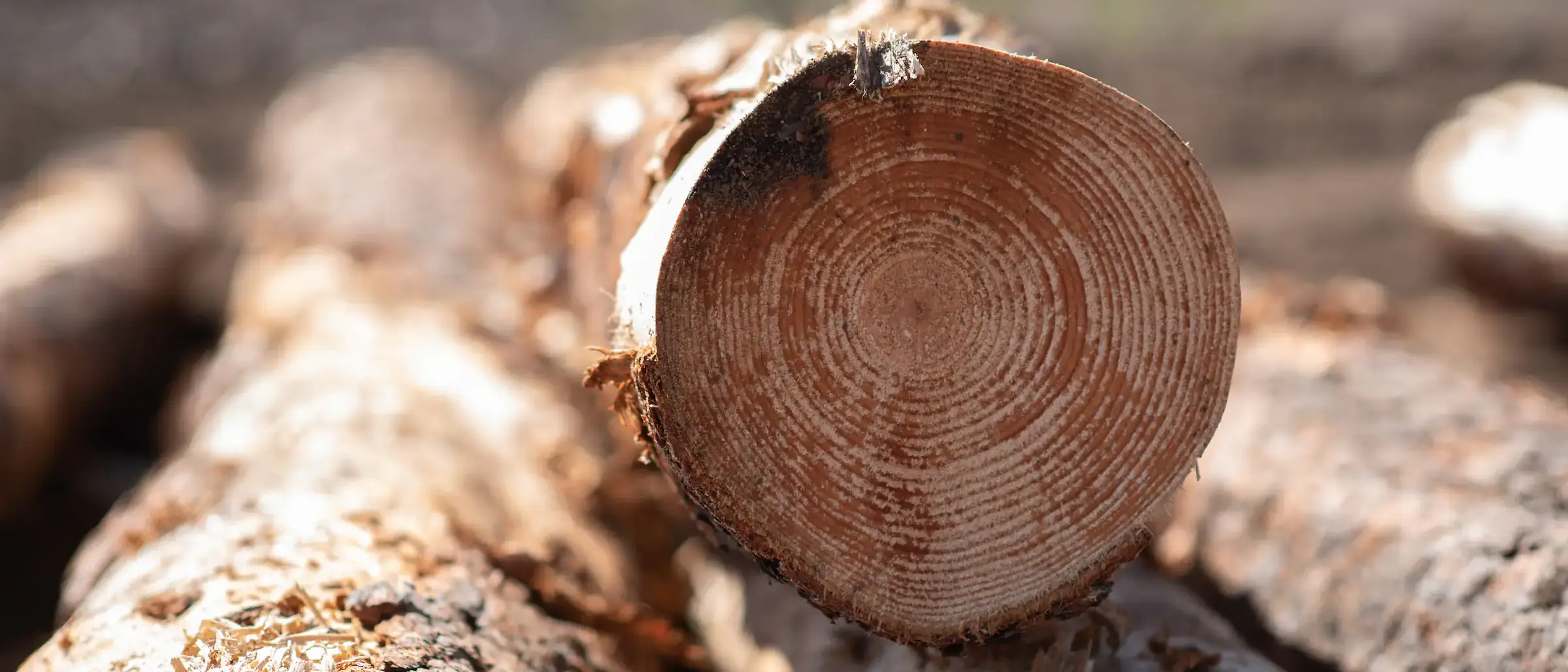 McCall Outdoor Science School undergraduate summer camp