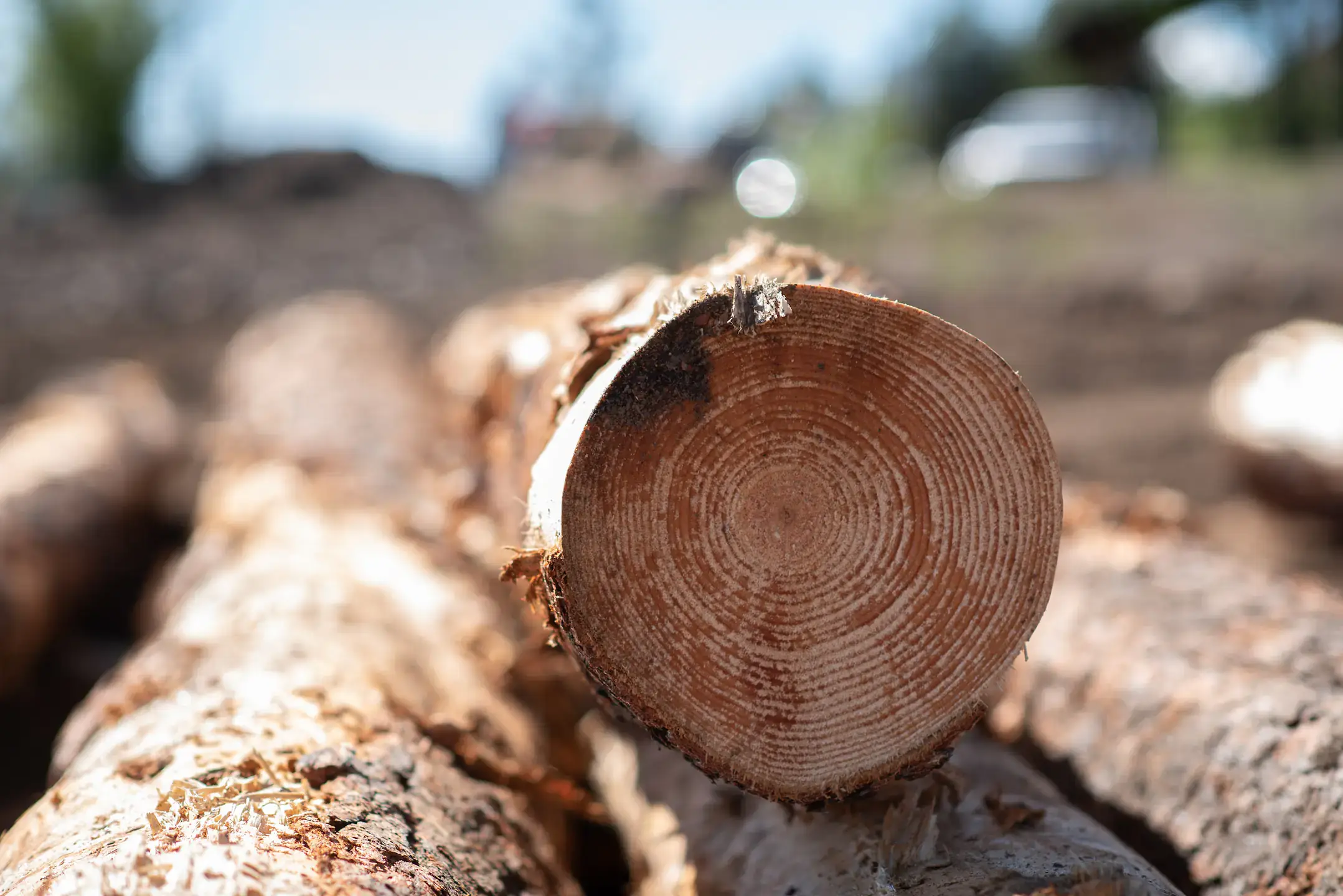 McCall Outdoor Science School undergraduate summer camp