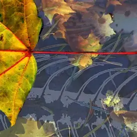 Jill Dacey leaf collage