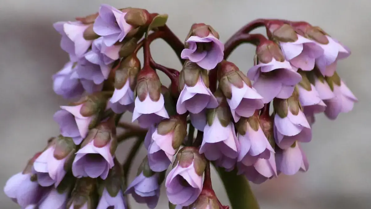 A variety of perennials from African daisies to yarrow