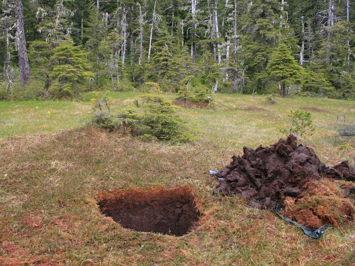 Histosol landscape in Alaska