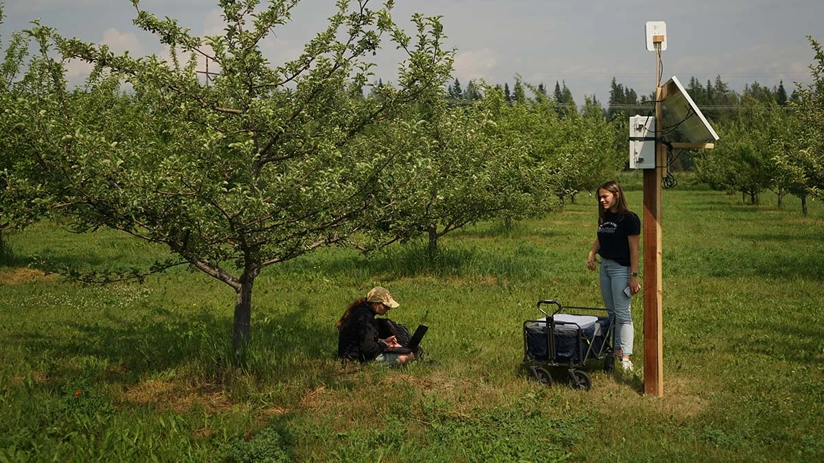 A student works on a computer under an apple tree while another student stands under a pole mounted solar powered weather monitoring system