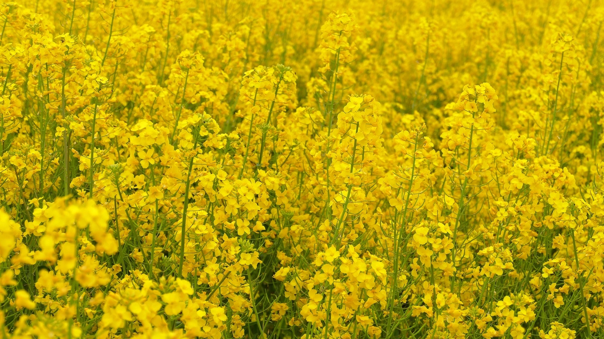 Brassica breeding and research