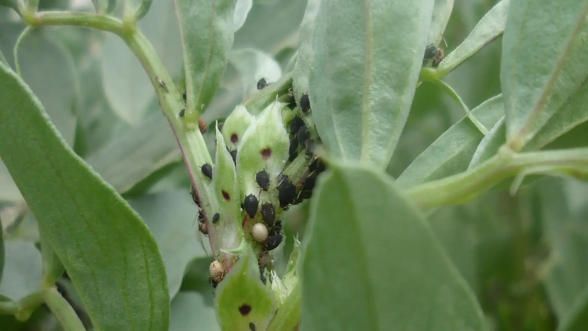 Bean aphids, multiple life stages and parasitized “mummies”