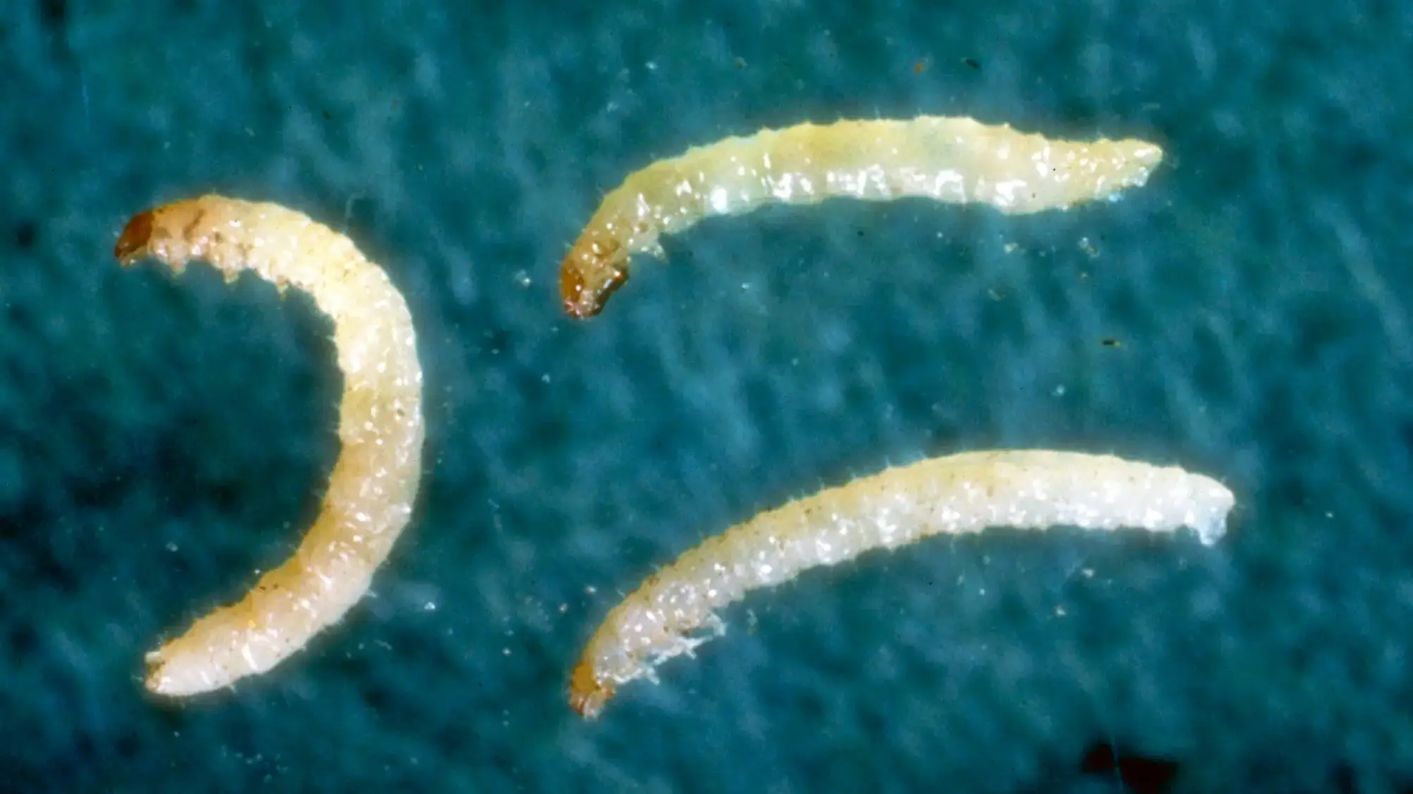 Tuber flea beetle larvae.