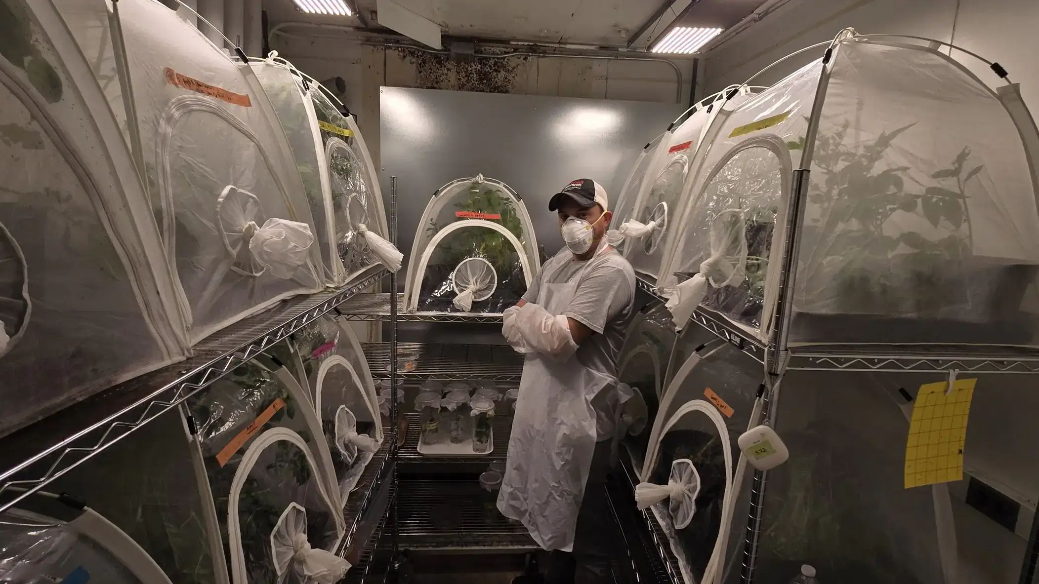 Researcher stands in chamber with plants growing under mesh-covered tents.