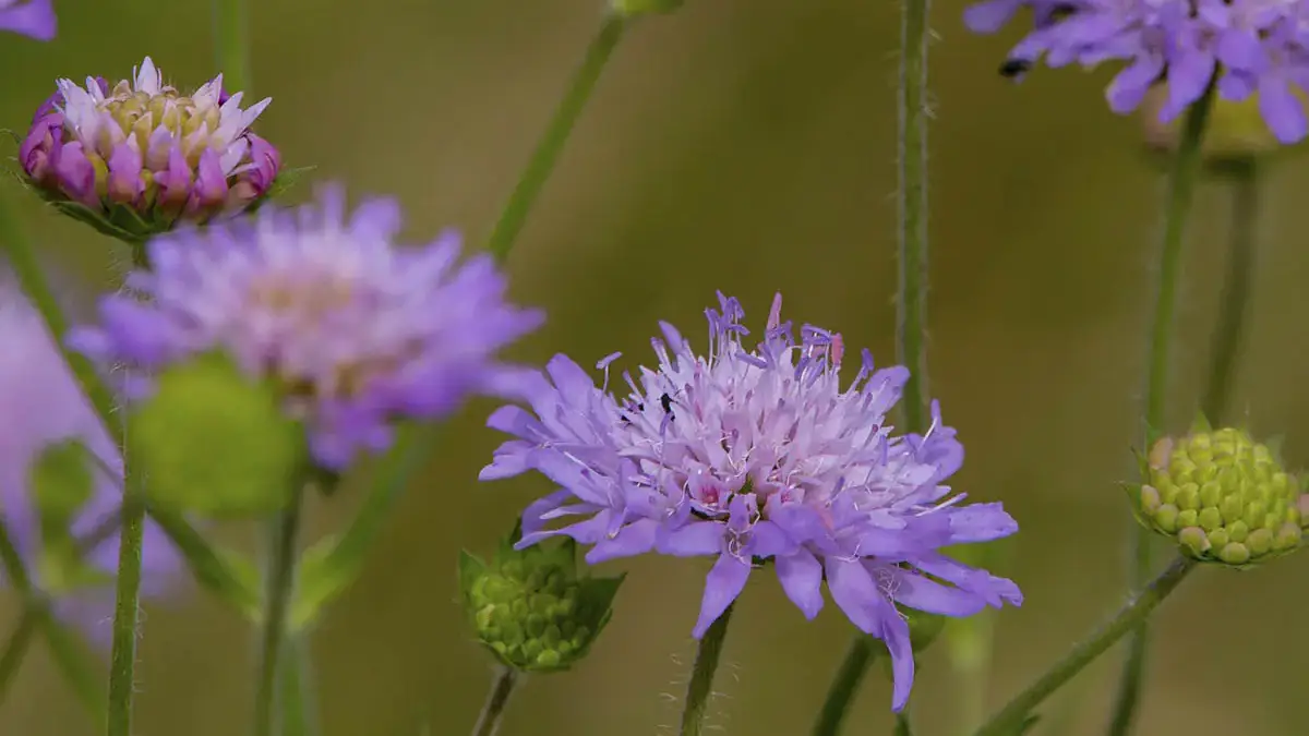 A variety of perennials from African daisies to yarrow