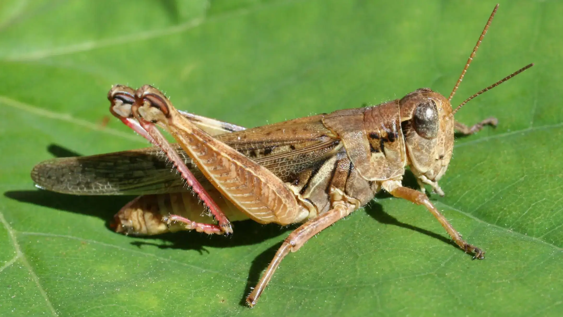 Red legged grasshopper adult on a green leaf.