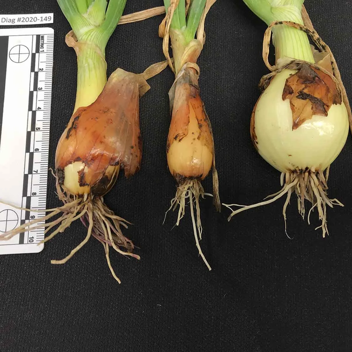 A variety of onion diseases photos