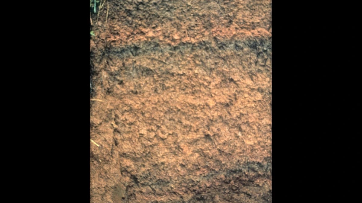 A photo of andisols