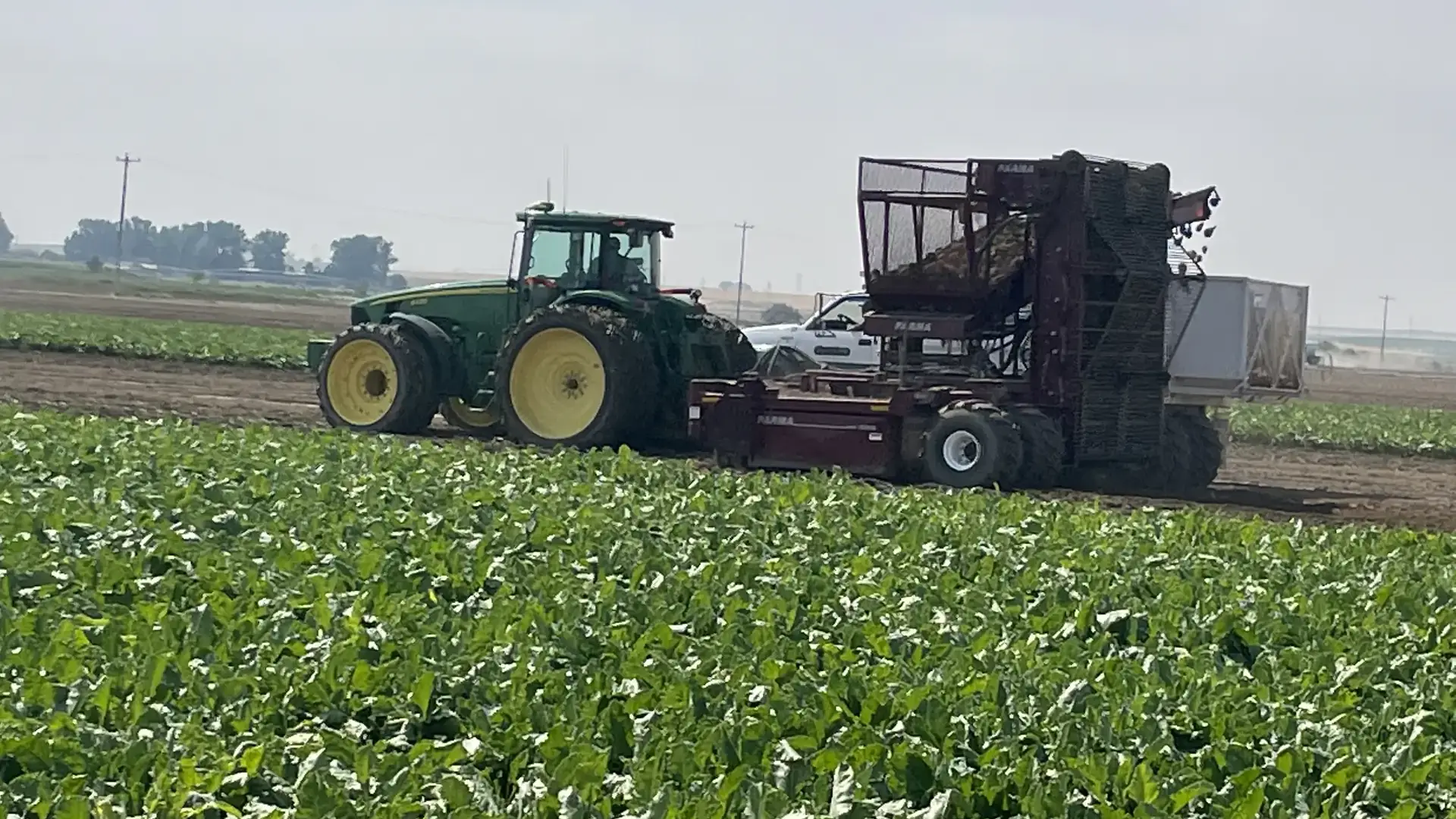  A harvester fills a truck with sugar beets amid a lush field.