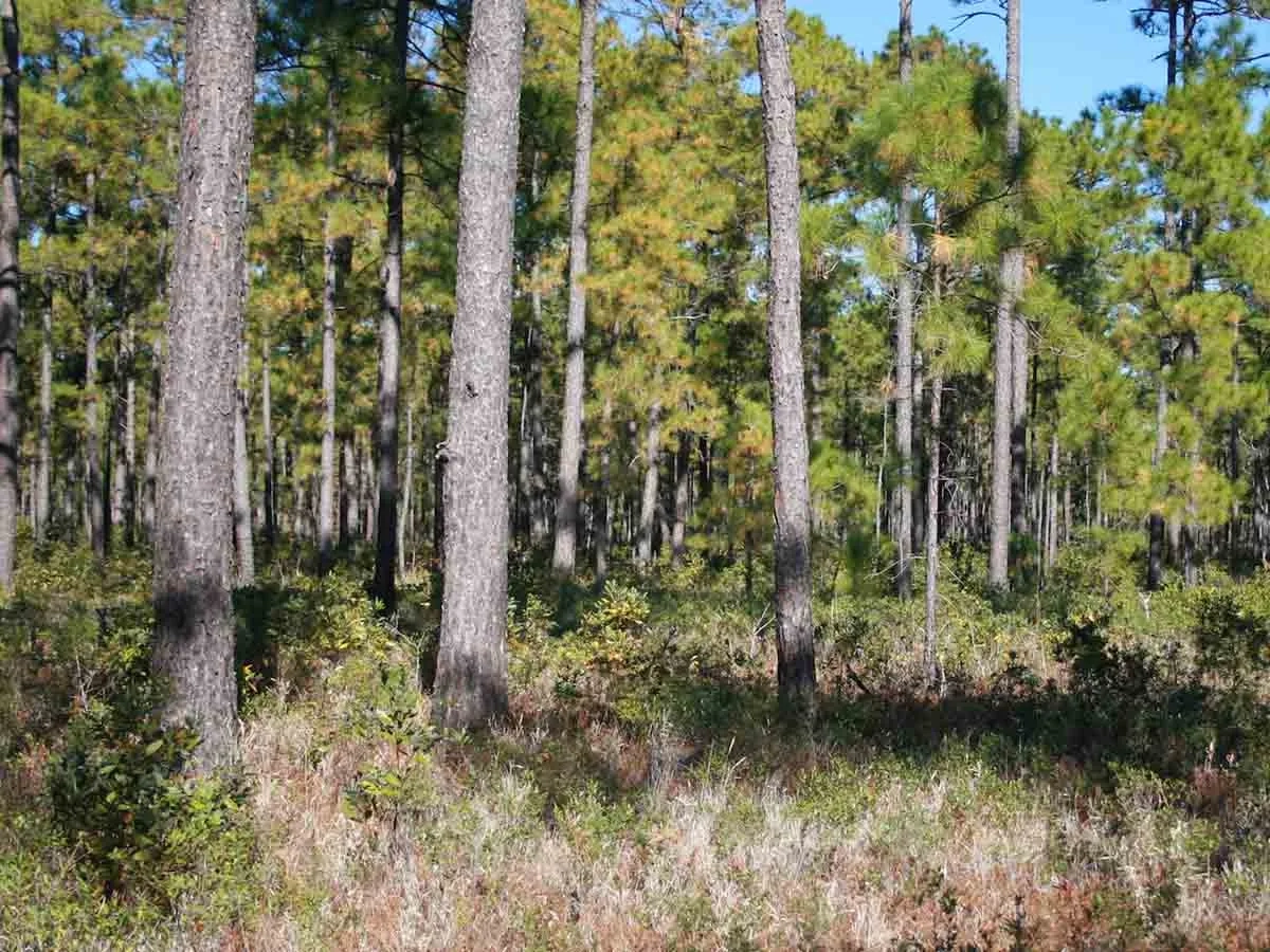 Alaquod landscape of brush and trees