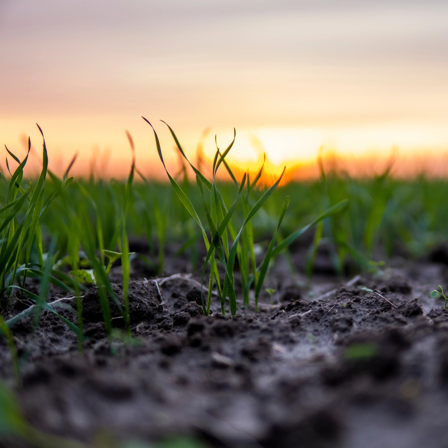 Close up young green wheat seedlings growing in a soil on a field in a sunset. Close up on sprouting rye agriculture on a field in sunset. Sprouts of rye.