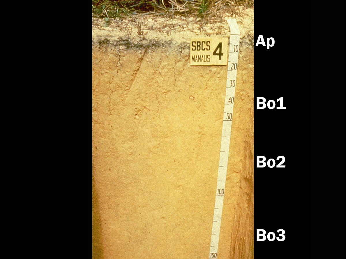 Hapludox soil with a measuring device