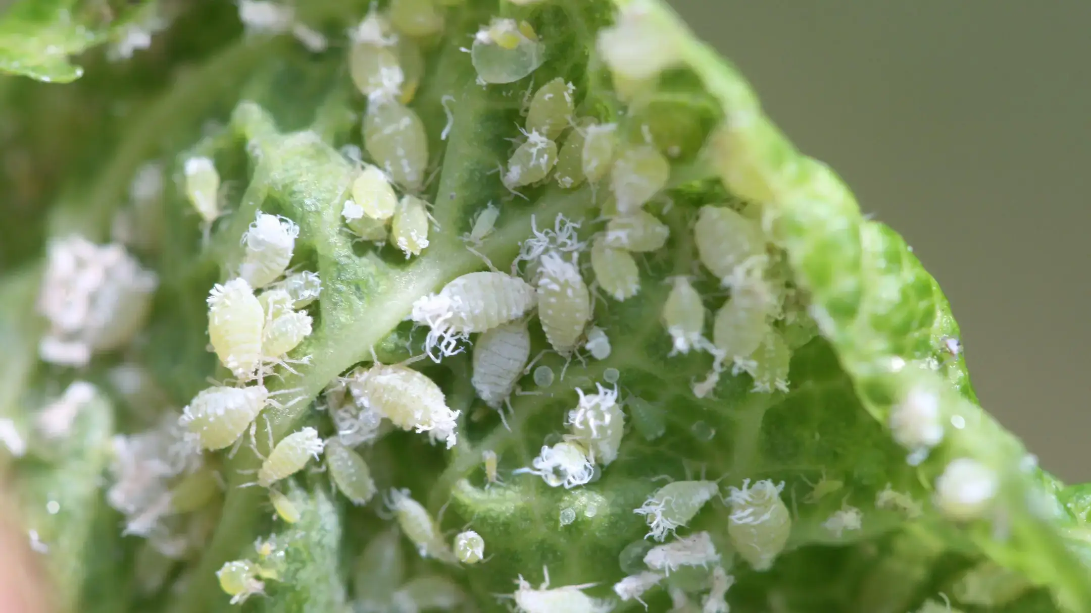 Ash leaf curl (also known as leafcurl ash aphid) colony