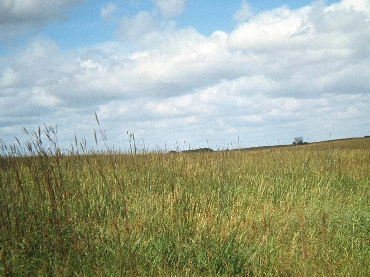 Argiudoll landscape in southeastern Nebraska