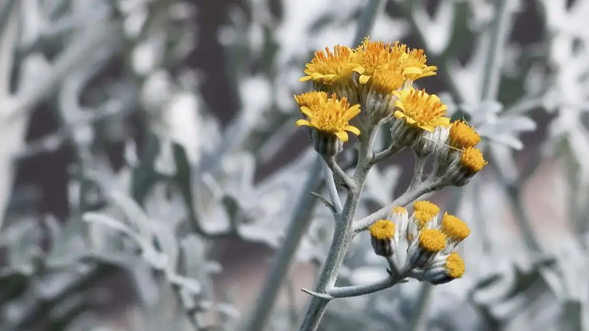 Herbaceous plants that are typically annuals