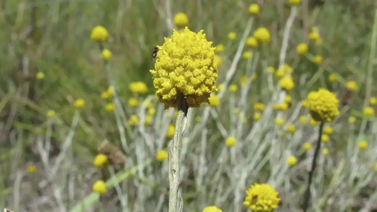 Herbaceous plants that are typically annuals