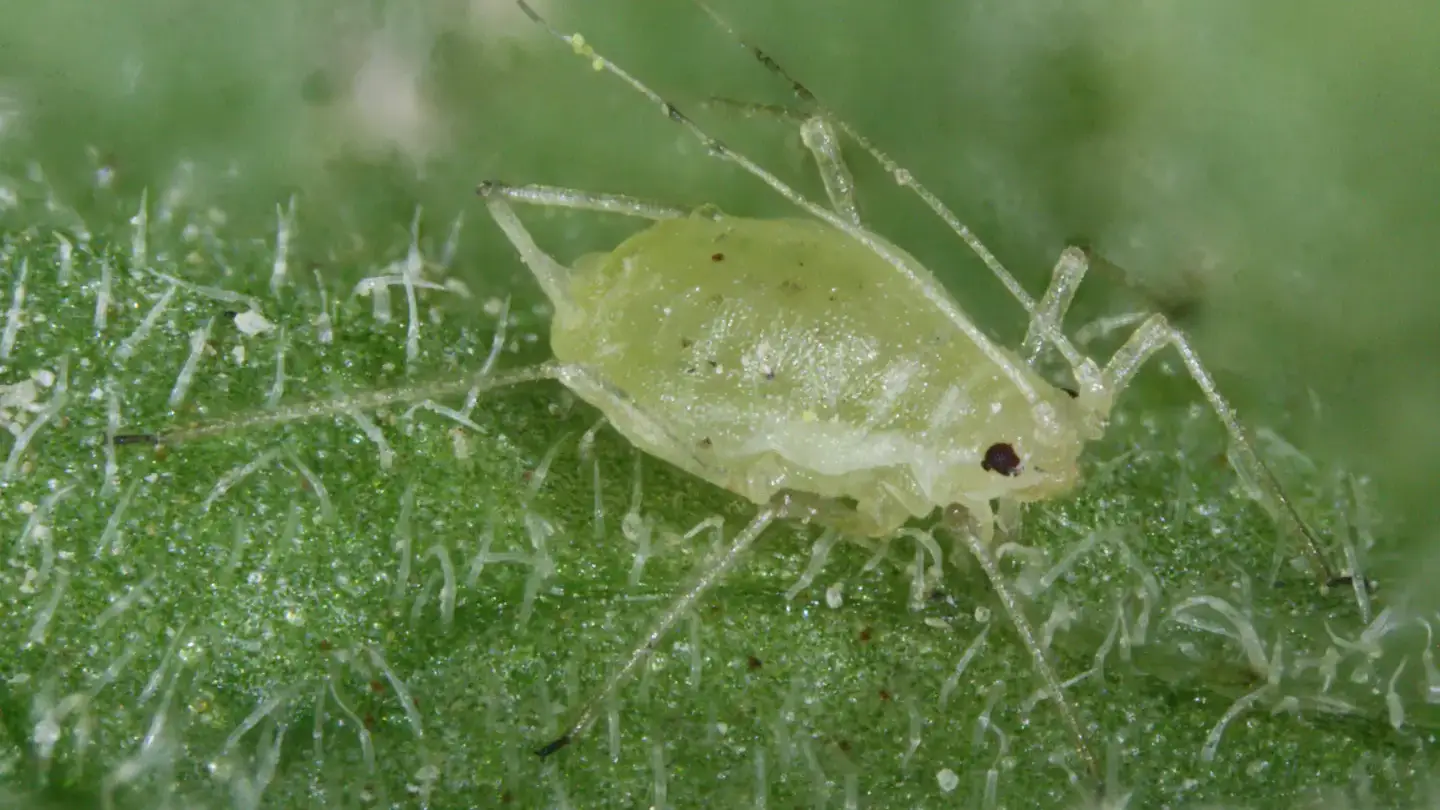 Potato aphids