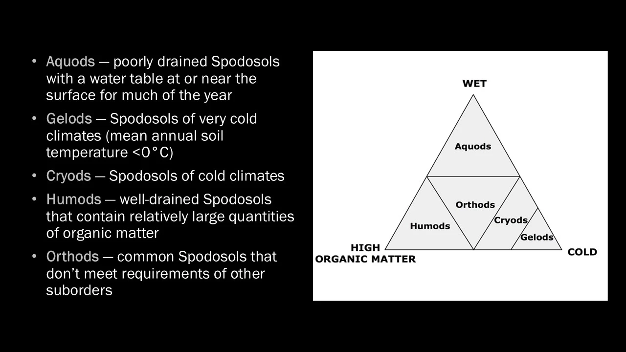Five suborders of spodosols in diagram