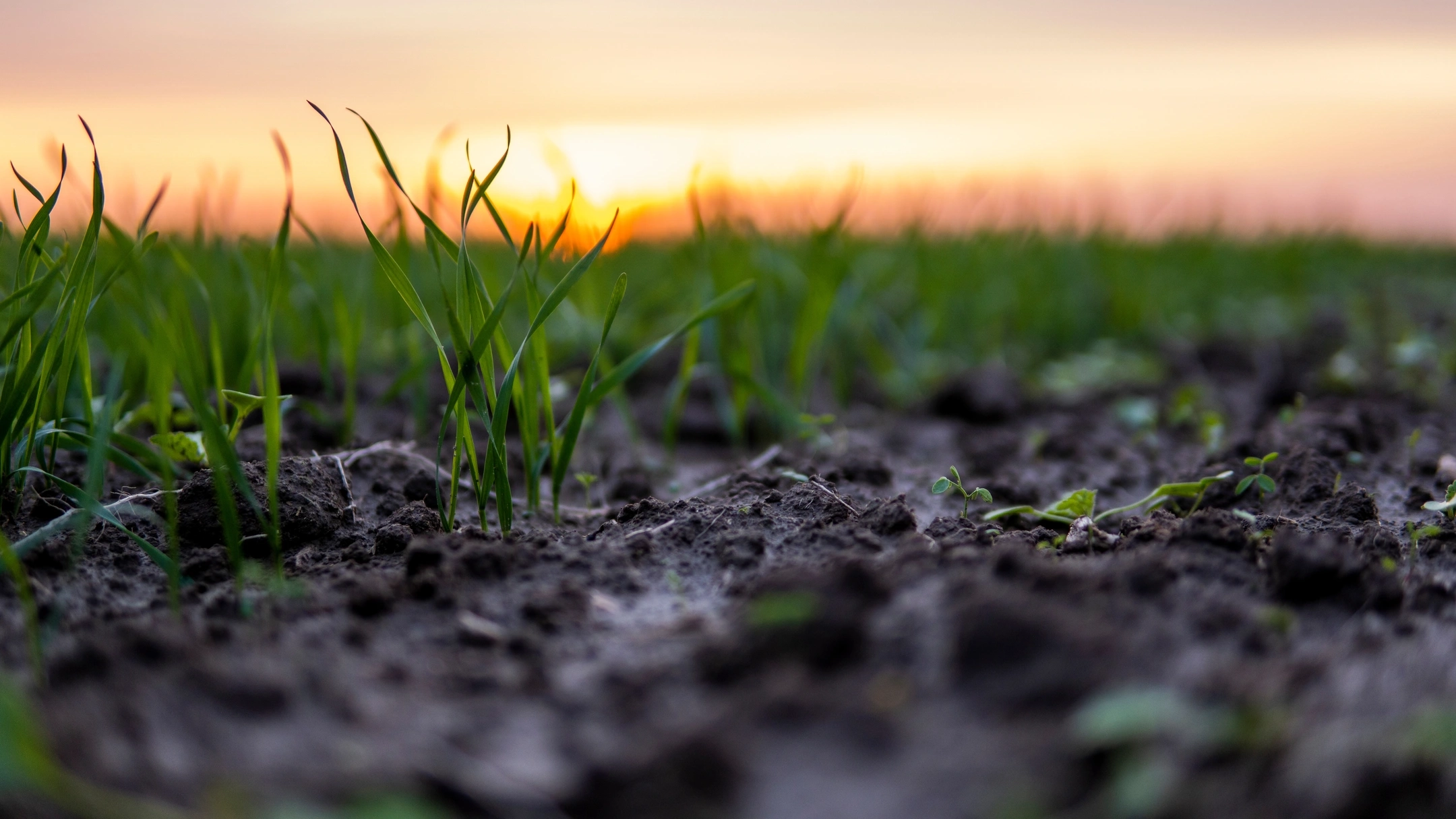 Close up young green wheat seedlings growing in a soil on a field in a sunset. Close up on sprouting rye agriculture on a field in sunset. Sprouts of rye.