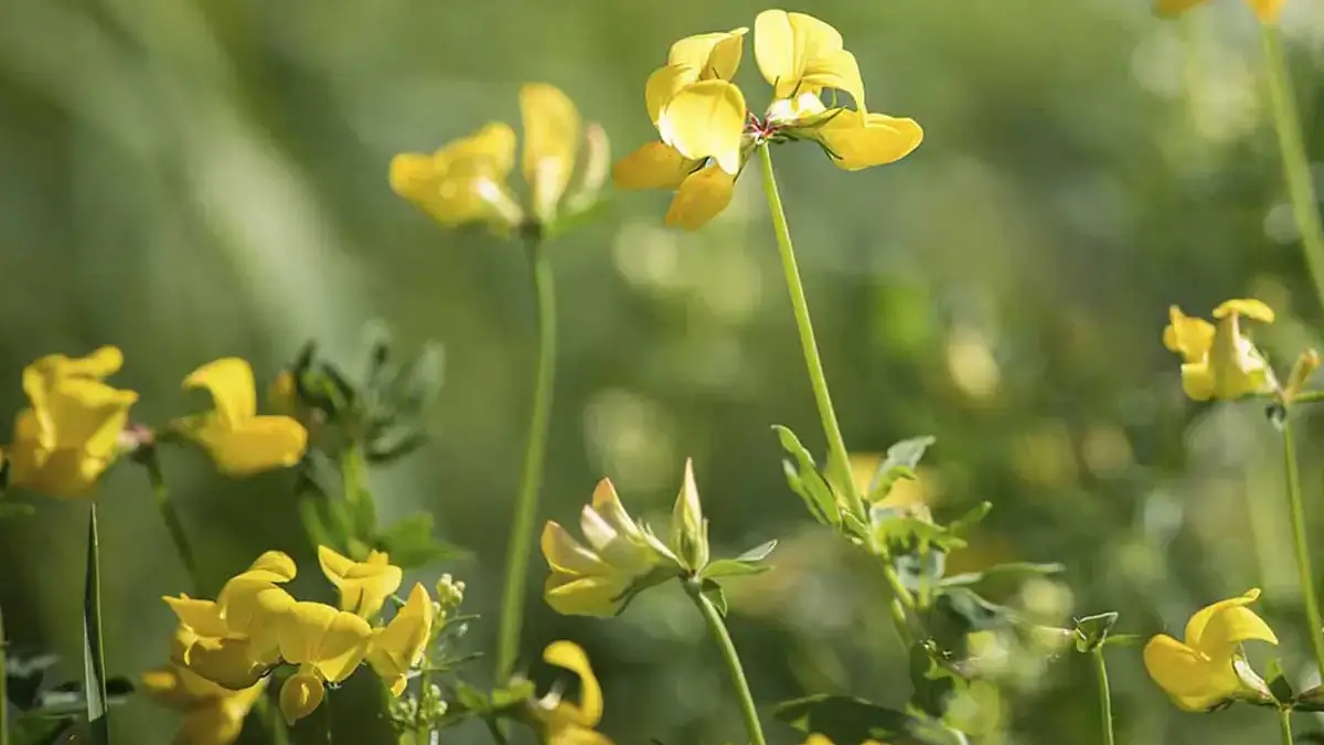 Landscapes and Gardens photos