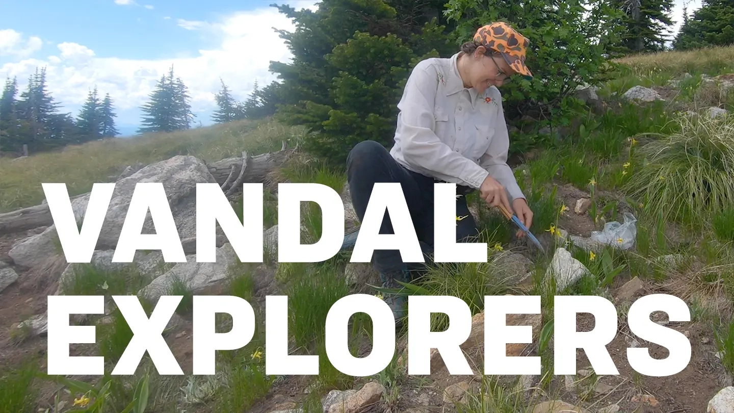 Woman kneels over plants while taking samples with text overlay, "Vandal Explorers".