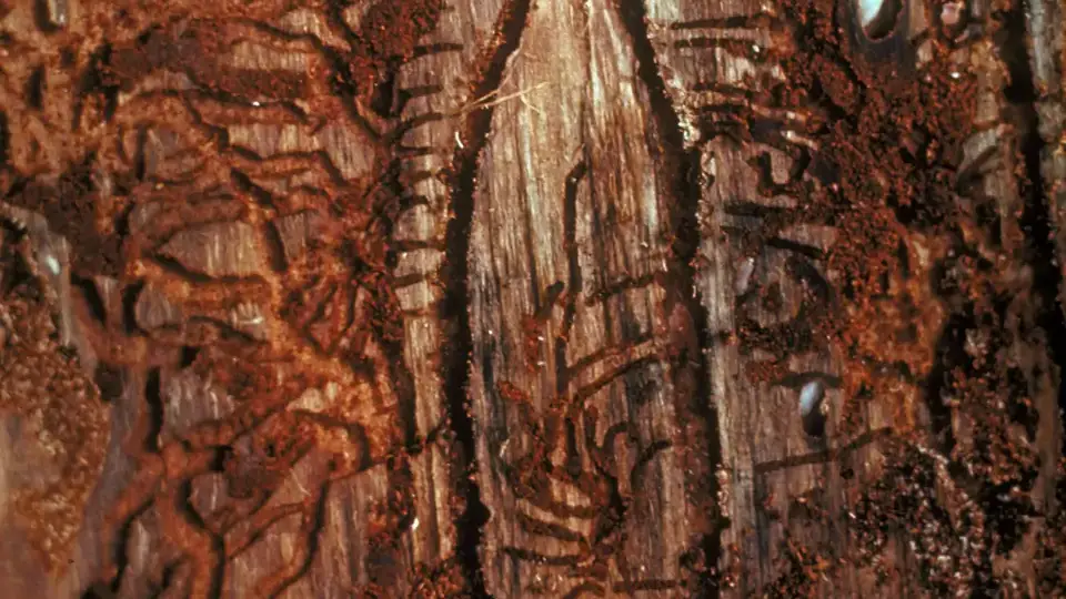 Ips engraver beetle galleries.