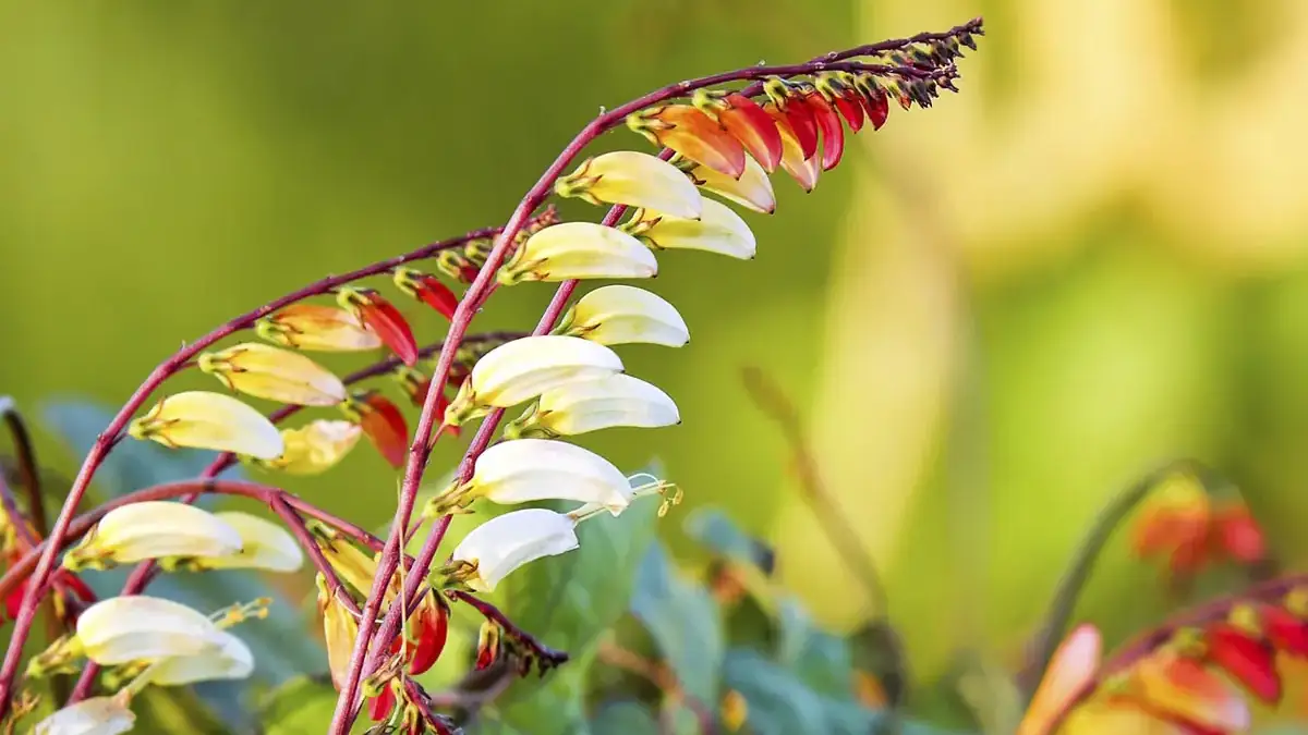 Herbaceous plants that are typically annuals