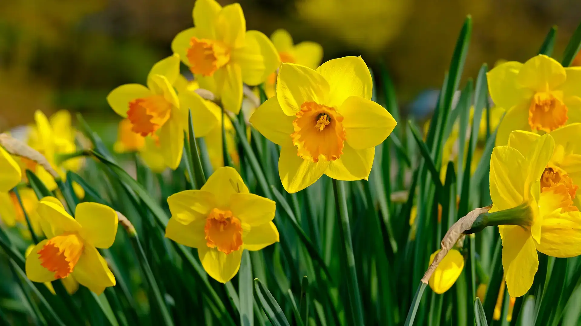 Landscapes and gardens