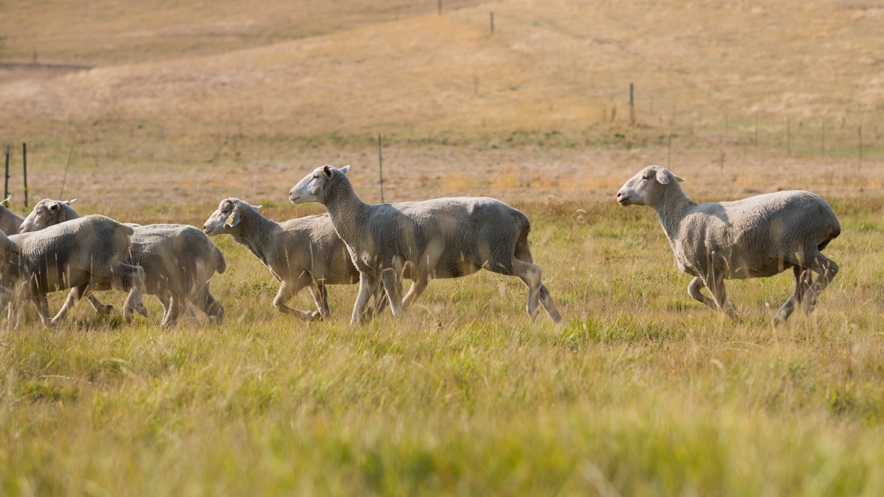 Sheep Shearing at the UI Sheep Center