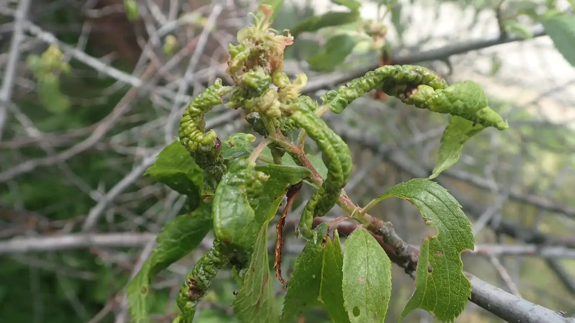 Leaf curl plum aphid colony