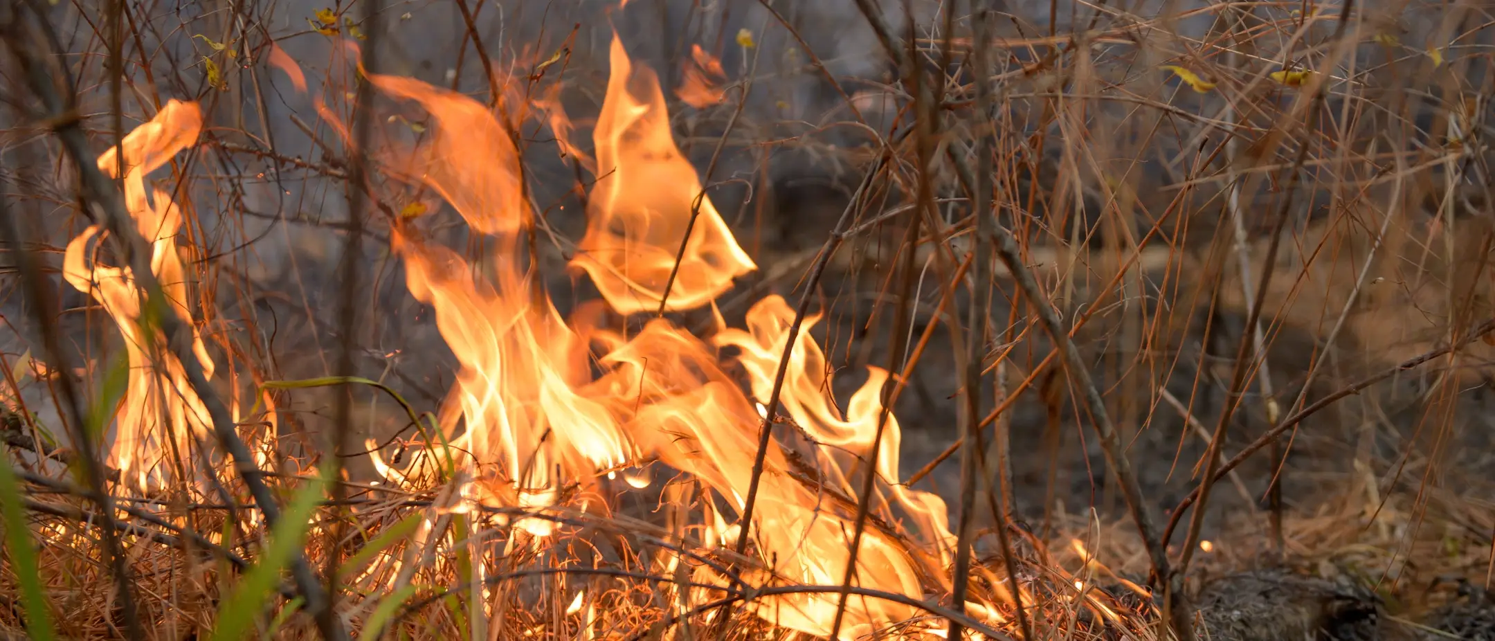 College of Natural Resources prescribed burn in the University of Idaho Experimental Forest