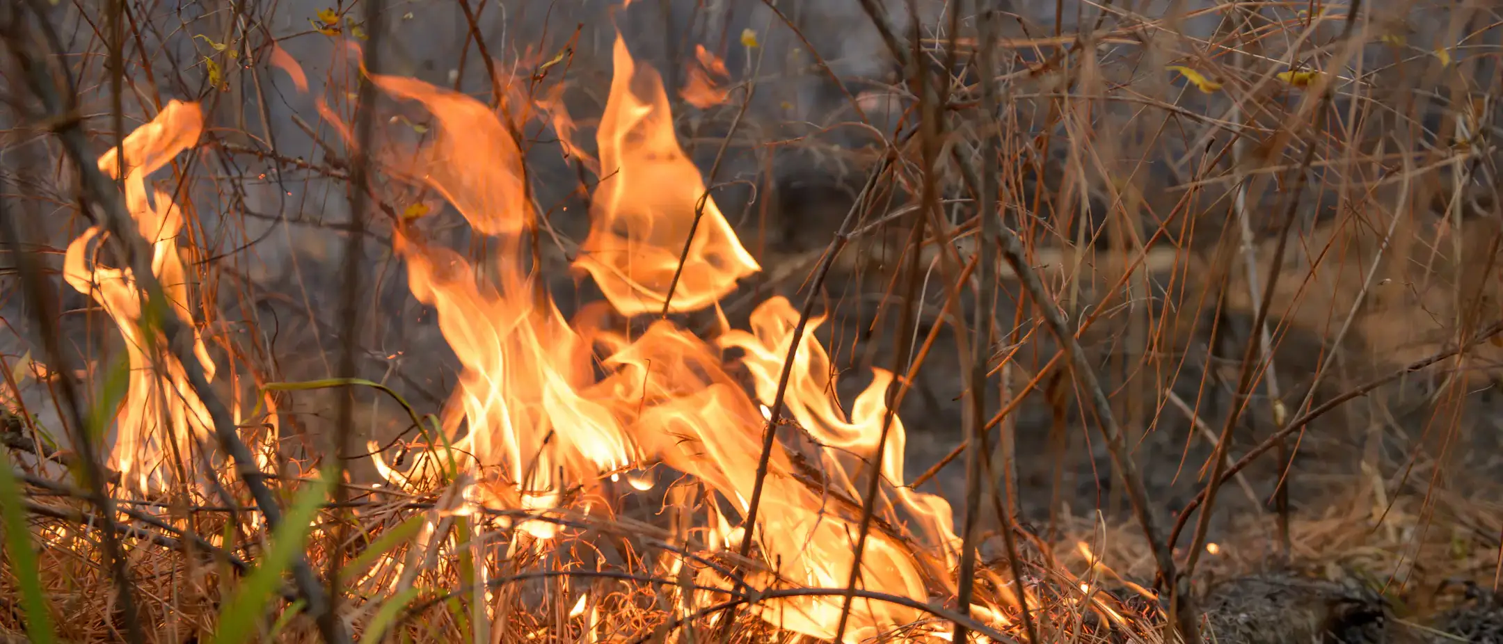 College of Natural Resources prescribed burn in the University of Idaho Experimental Forest