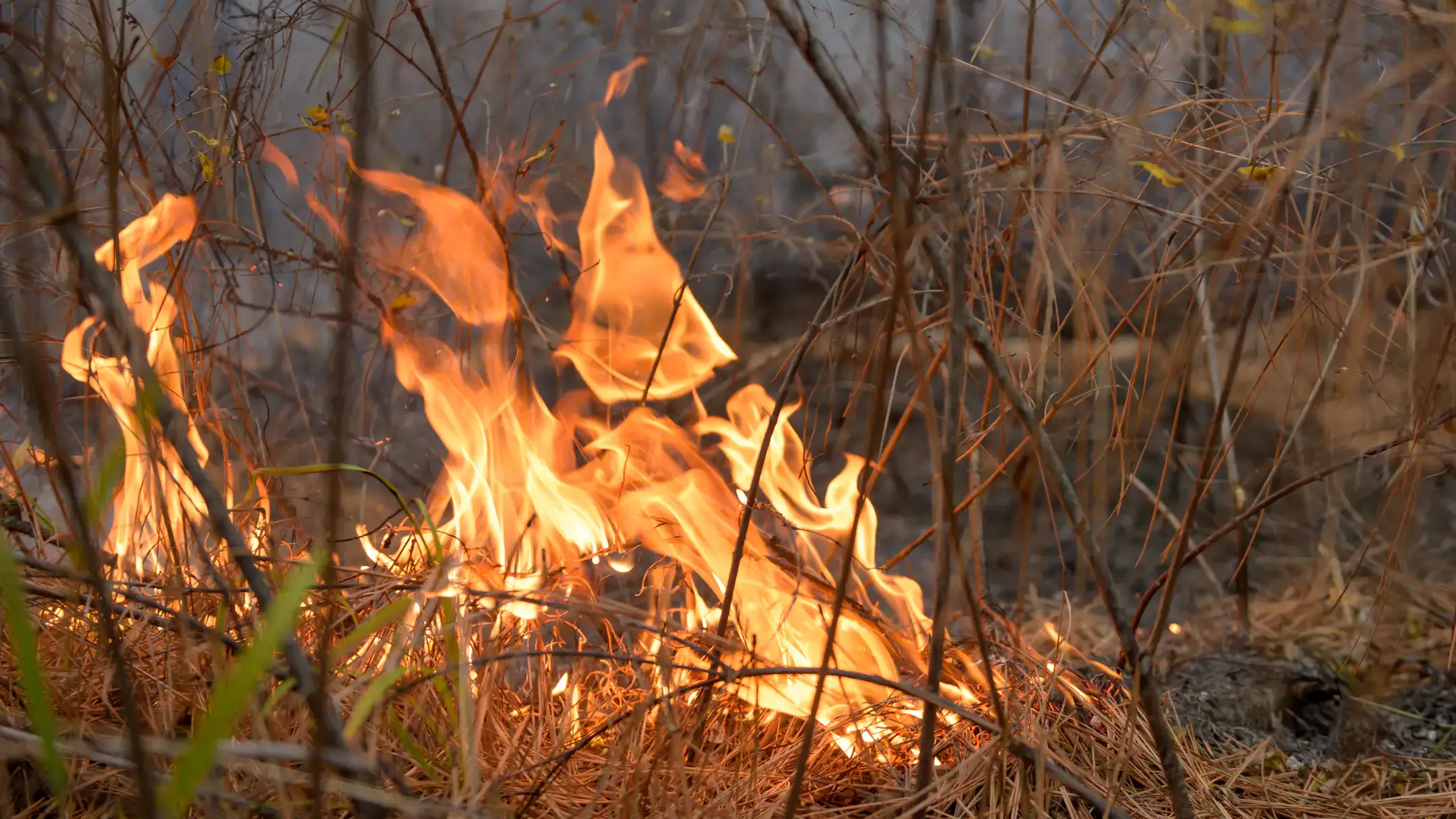 College of Natural Resources prescribed burn in the University of Idaho Experimental Forest