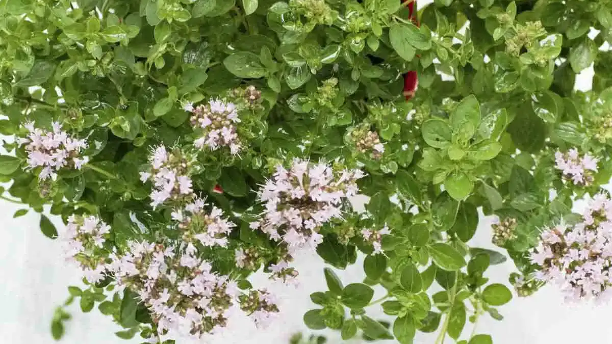 Landscapes and Gardens photos