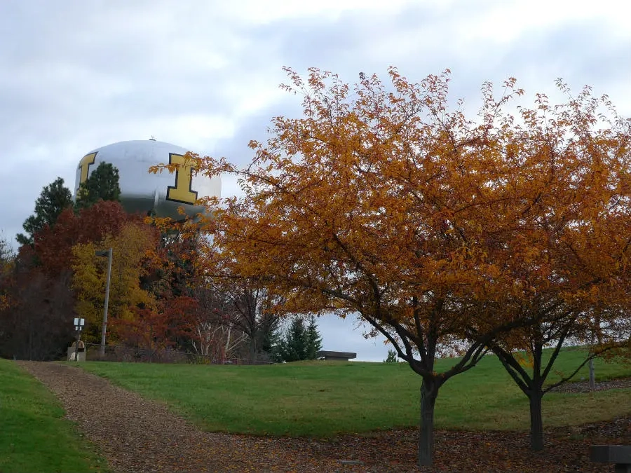 Golden crabapple trees in front of the water tower