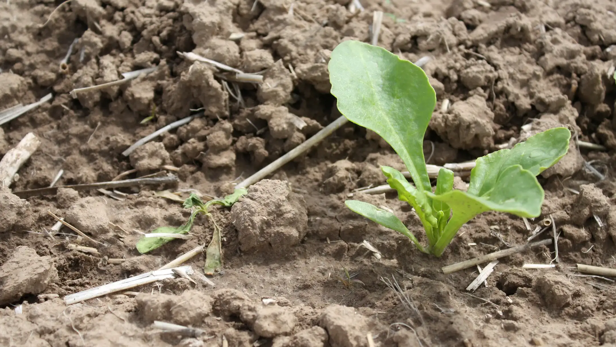Wilting of foliage of sugar beet seedling associated with sugar beet root maggot damage.
