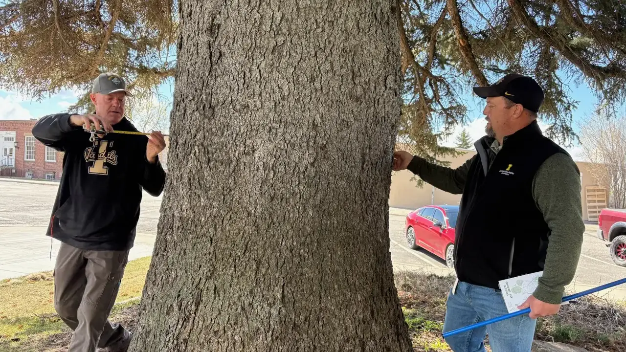 Two people measure the circumference of a large tree trunk in a park using a tape measure and a long stick.