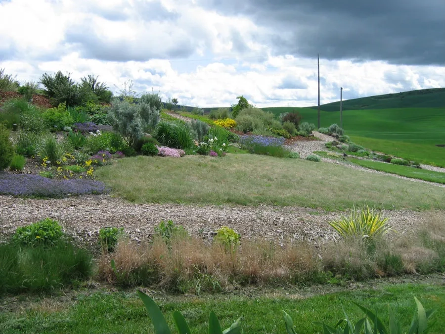 Flowers on a slope in the Arboretum Xeriscape garden
