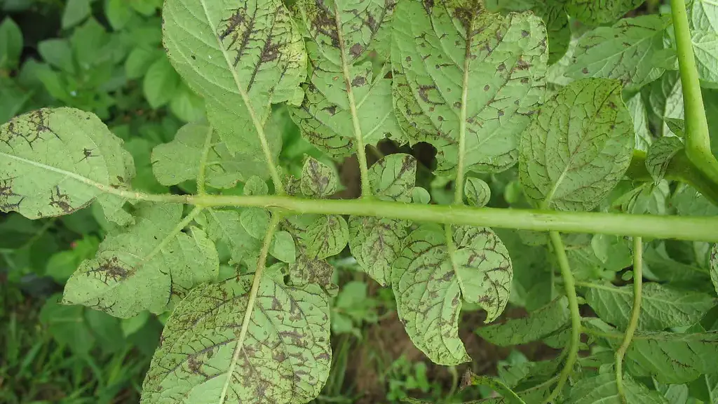 Potato virus plants and blooms