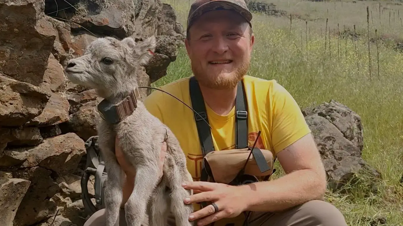 Smiling man sitting on hillside holds baby bighorn sheep