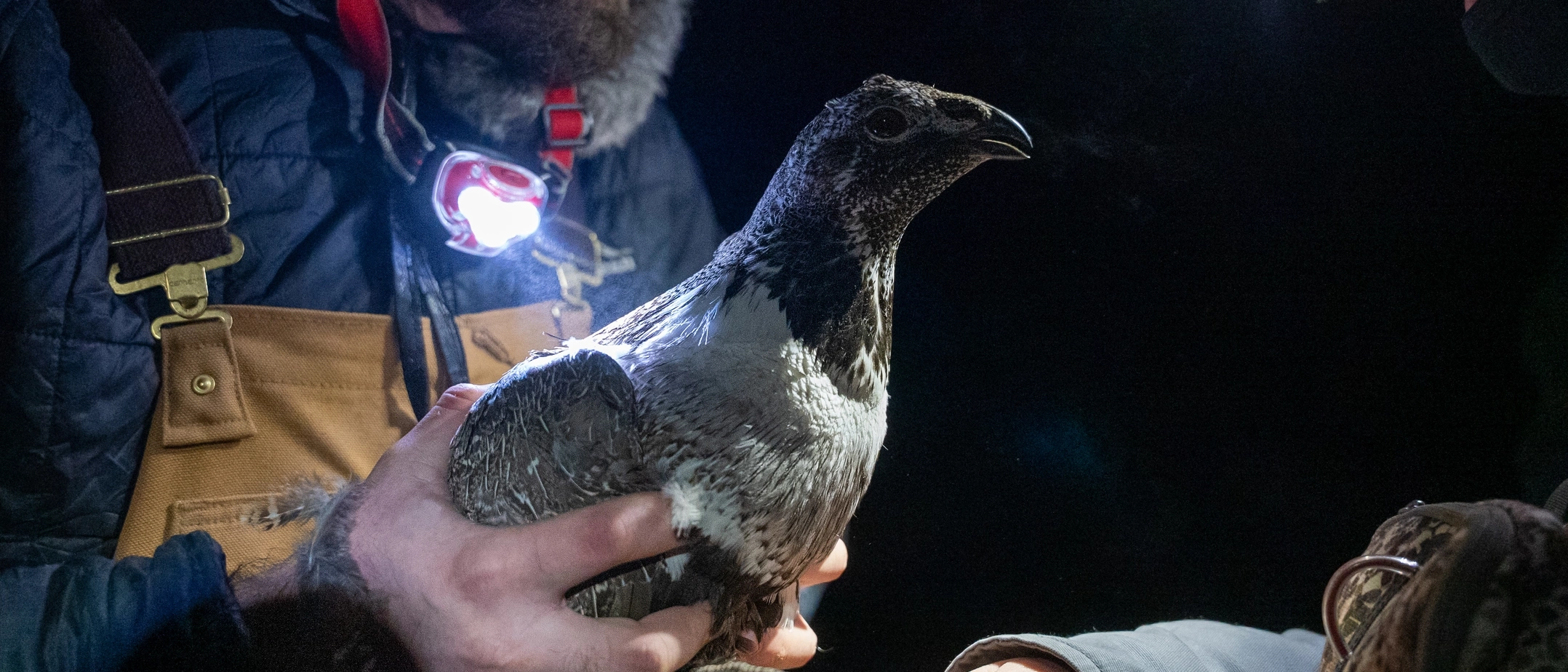 Courtney Conway’s 10-year study on the effects of ranching on sage grouse populations.